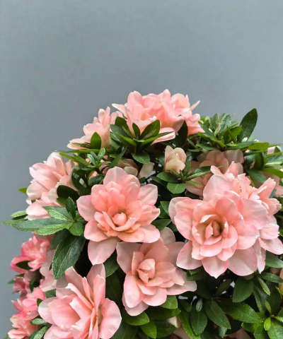 无土栽培技术，突破土壤限制，开启高效种植新篇章