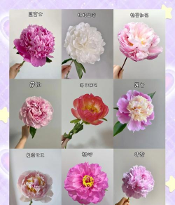 各种药物养花比例