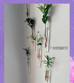 柿树虫病防治，识别常见虫害，掌握有效方法