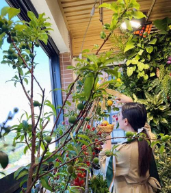 柿树虫病防治，识别常见虫害，掌握有效方法