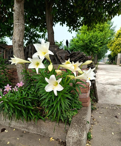 别墅园林绿化设计，打造私密空间，提升居住品质