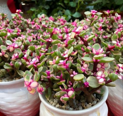 别墅园林绿化设计，打造私密空间，提升居住品质