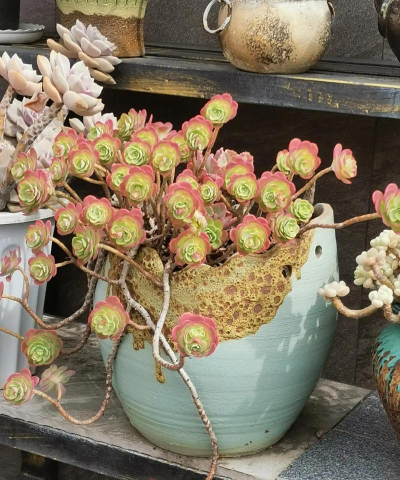 绿化景观设计，提升环境品质，创造宜人空间