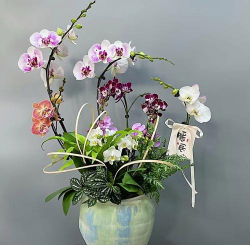 玫瑰花怎么养才不会枯萎，掌握浇水施肥技巧，轻松延长花期