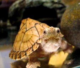 玫瑰花怎么养才不会枯萎，掌握浇水施肥技巧，轻松延长花期