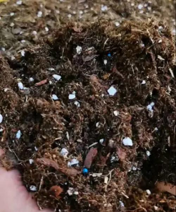 玫瑰花怎么养才不会枯萎，掌握浇水施肥技巧，轻松延长花期