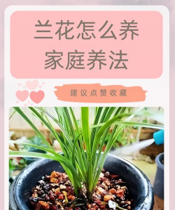 无土栽培技术，突破土壤限制，开启高效种植新篇章