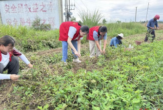 留守老人养花生