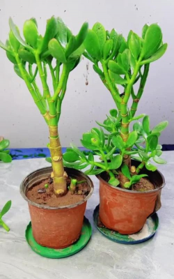 无土栽培技术，突破土壤限制，开启高效种植新篇章