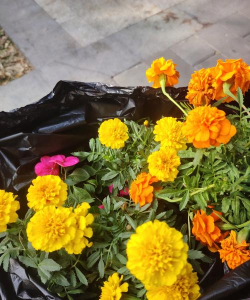 家庭养花用生根粉