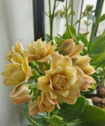 栀子花怎么养，掌握浇水技巧，避免黄叶掉苞