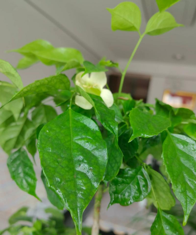 栀子花怎么养，掌握浇水技巧，避免黄叶掉苞