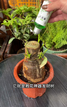 露子爱养花