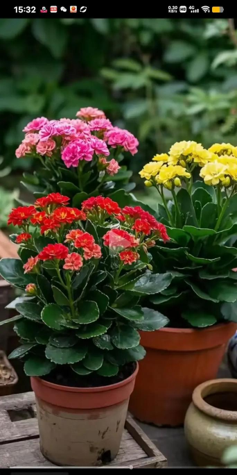 葡萄栽培，掌握关键技术，实现优质丰产