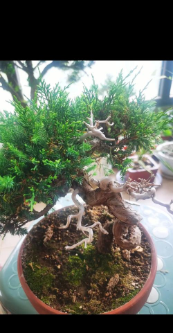 葡萄栽培，掌握关键技术，实现优质丰产