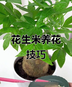 葡萄栽培，掌握关键技术，实现优质丰产