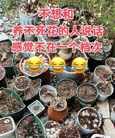 葡萄栽培，掌握关键技术，实现优质丰产