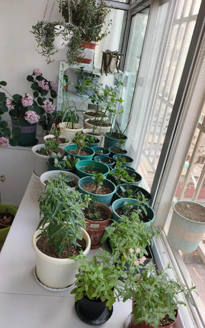 葡萄栽培，掌握关键技术，实现优质丰产