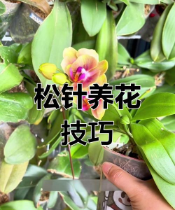 无土栽培技术，突破土壤限制，开启高效种植新篇章