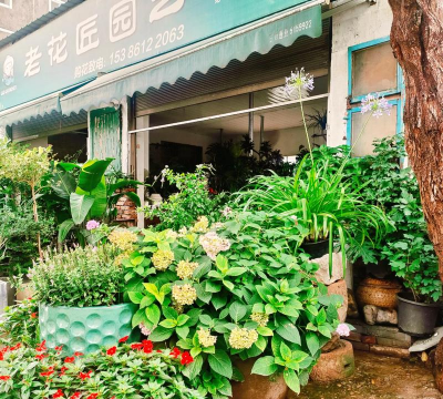 无土栽培技术，突破土壤限制，开启高效种植新篇章