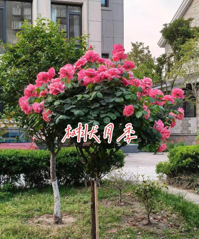 树状月季是什么科