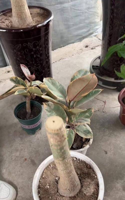 家庭养花用生根粉