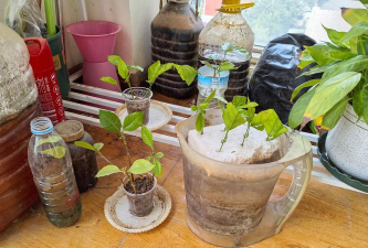 家庭养花用生根粉