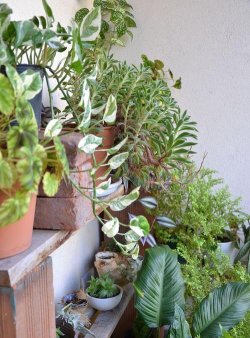 芍药花怎么养，掌握关键要点，花开更鲜艳