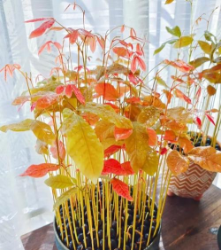 蝴蝶兰的繁殖方法和栽培技术，轻松掌握，花开满盆