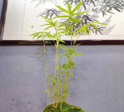 无土栽培技术，突破土壤限制，开启高效种植新篇章