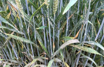 养花期小麦生病