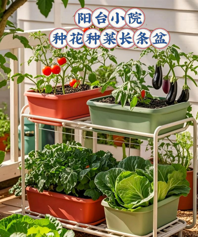 芍药花怎么养，掌握关键要点，花开更鲜艳