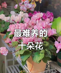 芍药花怎么养，掌握关键要点，花开更鲜艳