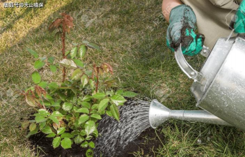 葡萄栽培，掌握关键技术，实现优质丰产