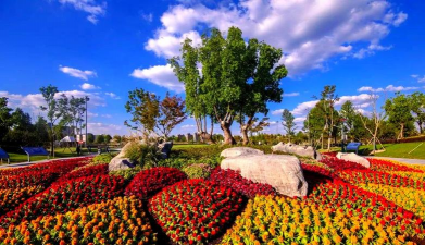 葡萄栽培，掌握关键技术，实现优质丰产