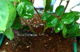 葡萄栽培，掌握关键技术，实现优质丰产