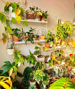 葡萄栽培，掌握关键技术，实现优质丰产