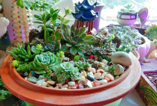 葡萄栽培，掌握关键技术，实现优质丰产