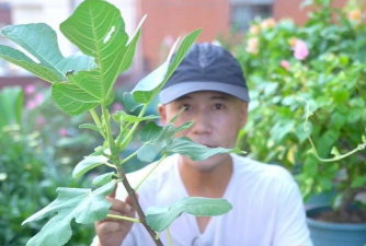 葡萄栽培，掌握关键技术，实现优质丰产