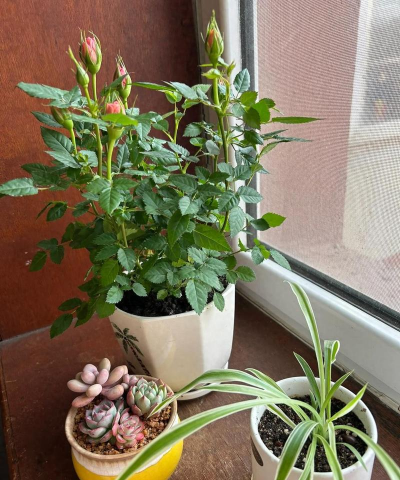 芍药花怎么养，掌握关键要点，花开更鲜艳