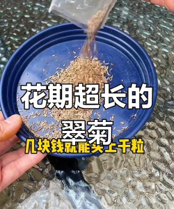 翠菊怎么催芽