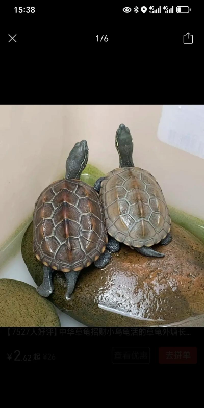 葡萄栽培，掌握关键技术，实现优质丰产