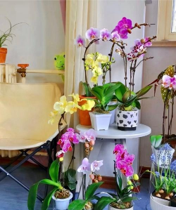 家庭养花用生根粉