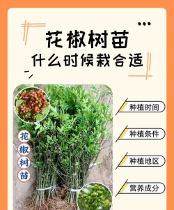 花椒在哪里养花