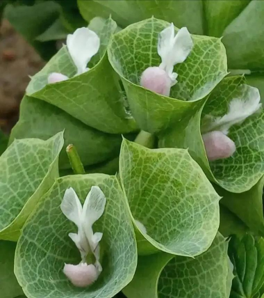 芍药花怎么养，掌握关键要点，花开更鲜艳