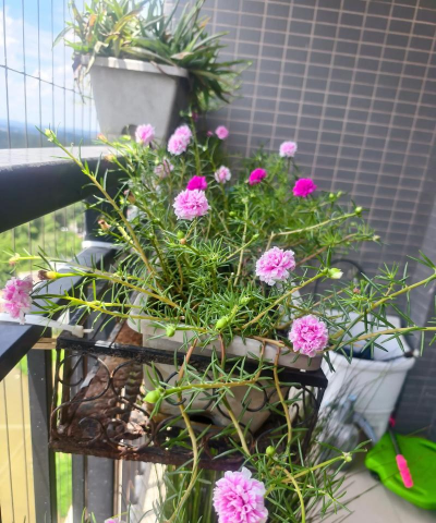 芍药花怎么养，掌握关键要点，花开更鲜艳