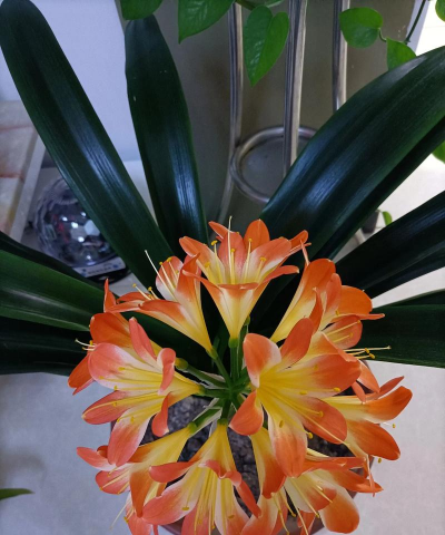 芍药花怎么养，掌握关键要点，花开更鲜艳