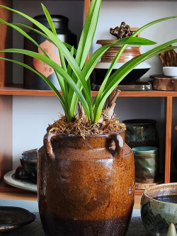 芍药花怎么养，掌握关键要点，花开更鲜艳