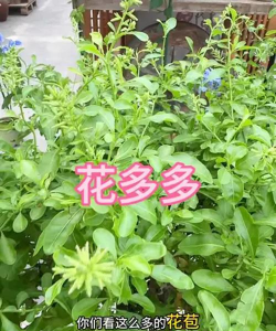 芍药花怎么养，掌握关键要点，花开更鲜艳