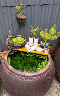 芍药花怎么养，掌握关键要点，花开更鲜艳